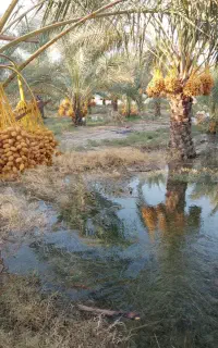 هرس درختان