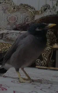 مرغ مینا گمشده