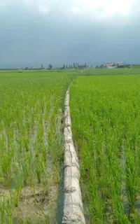 کودهای ارگانیک آلی