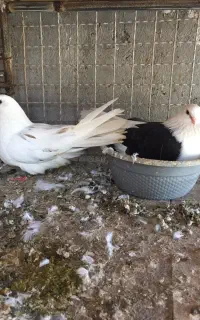 کبوتر دوکت بندرکنگ