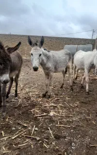 نر خر