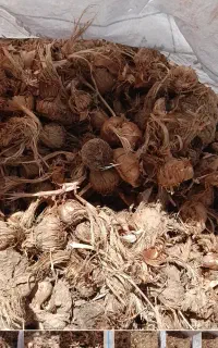 پیاز زعفران