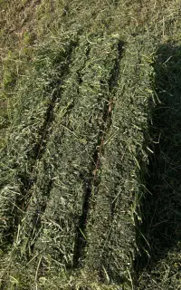یونجه چین چهار