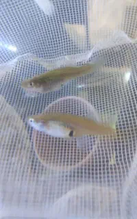 ماهی گوپی رودخانه