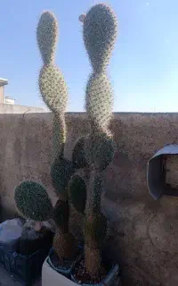 فروش کاکتوس