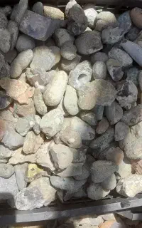 فروش انواع شجر بهاره و پاییزه و انواع نگین