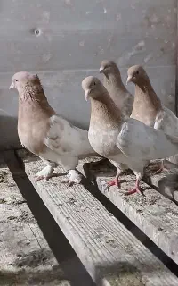 کله ای  زرد رنگی و نقشی