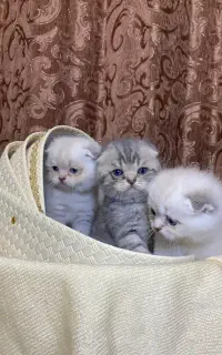 اسکاتیش سیلور و بلو تبی