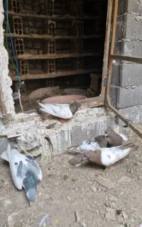 کفتر سینه وساده