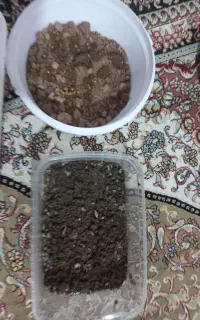 حلزون
