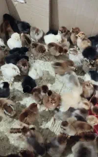 جوجه یکروزه... موجود است