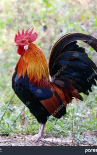 خروس