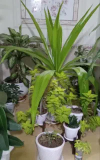 گل طبیعی