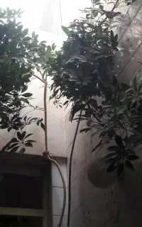 گل بزرگ  شفلر