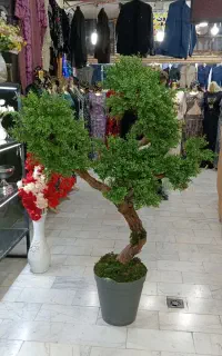 درخت اناری ارتفاع 1متر 70سانت فی5500