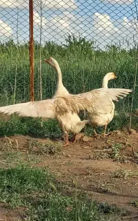 قوغاز لیندا