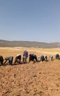 سرکارگرتمام امورات کشاورزی(آقای مرادی)