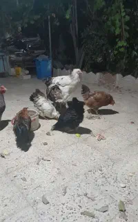 بوقلمون