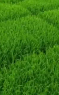 باکس نشا