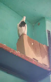 کبوتر