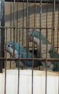 گرینچیک