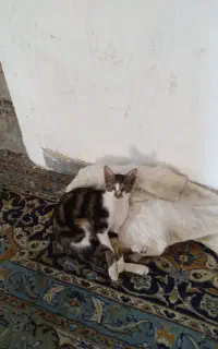 گربه خانگی