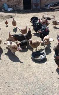 مرغ بوقلمون