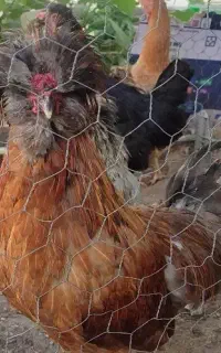 خروس کاکلی نژاد لهستانی