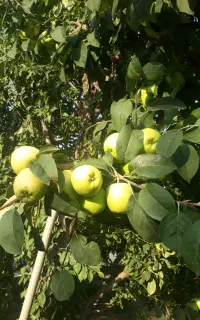 سیب لوبنانی و شیخ امیری