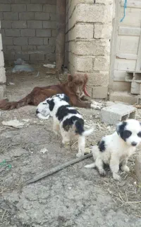 سگ لاس قدرجونی