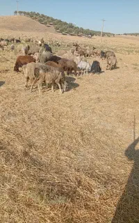 باسلام بیست راس میش داشتی به فروش می رسد
