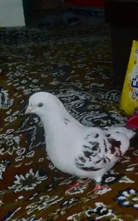 کبوتر غریب گرفته
