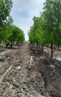 پیوندک پسته