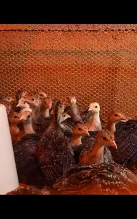 جوجه بوقلمون برنز انگلیس سینه پهن کلی وجزئی