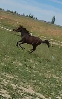 اسب مادیان عرب دوسر