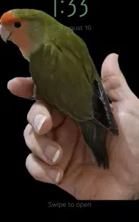 گمشده