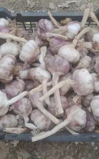 سیر بذری گوگان