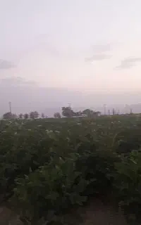 سیب زمینی جلی بذری