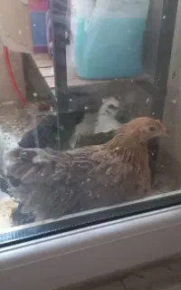 جوجه سلطانی