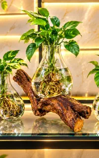 گلدان شیشه ای با پایه چوبی و گلدان های دیگر