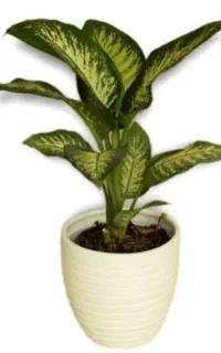 خدمات گل و گیاه