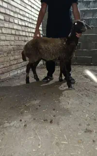 سلام دوستان بره ماده سالم و خوش خرواک