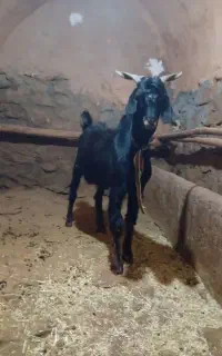 بز نر