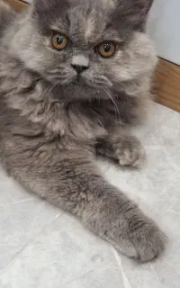 گربه پرشین ماده ۶ ماهه