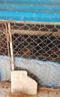 قفس