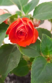 ۶ گل
