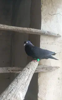 کبوتر ذاغ