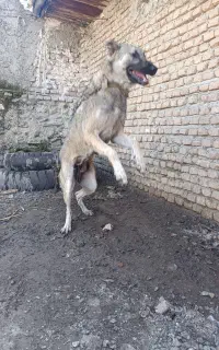 سگ پژدر ماده