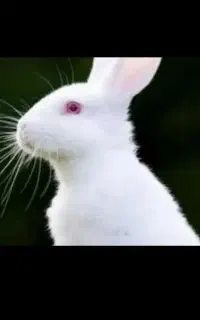 خرگوش