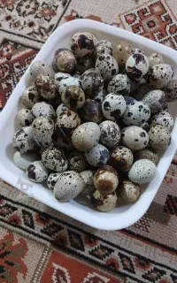 تخم بلدرچین تازه و بلدرچین